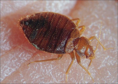 Everything You Need To Know About Michigan’s Bed Bugs - Solidified Pest ...