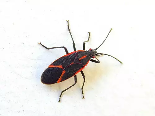Boxelder bug in Michigan