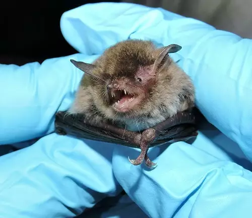 A bat in Michigan