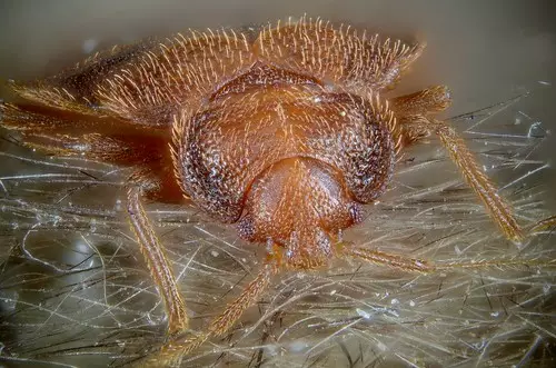 What does a bed bug look like? Its a tiny, reddish brown bug found in beds.