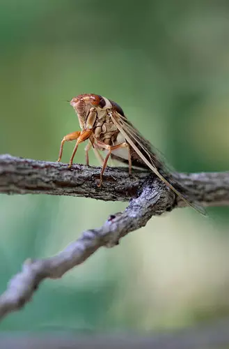 A Cicada in Michigan