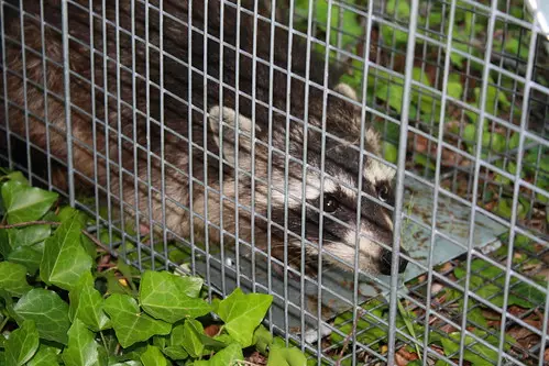 Wildlife removal in Livonia