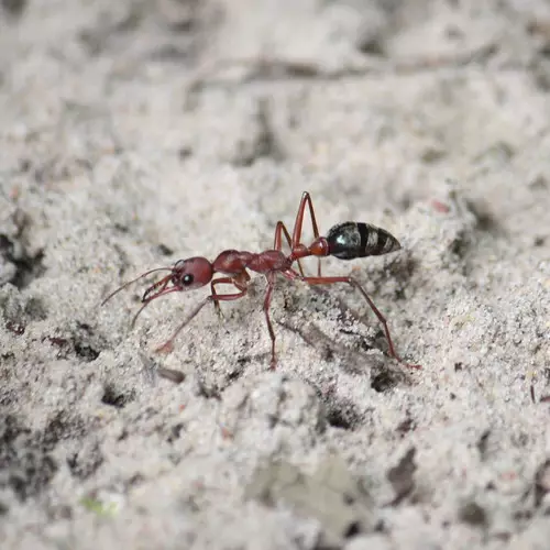 The most common pest control myths, including ants.