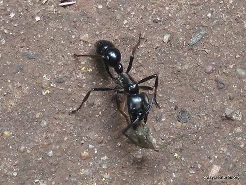 Why are there so many ants in my house?