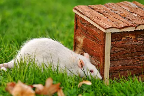 Rats vs mice in Michigan - 4 things to know