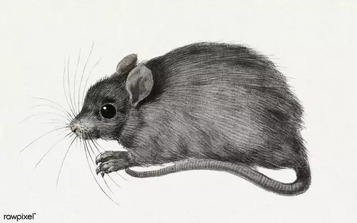 The risks of rodents in the house