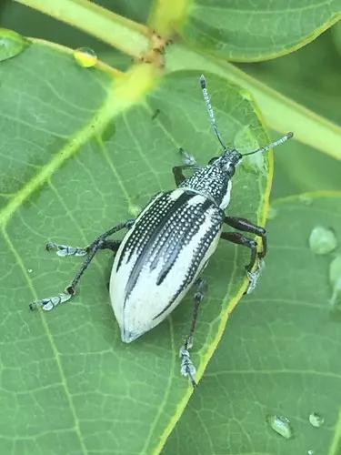 Photo of a beetle