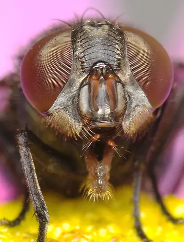 Photo of a bug