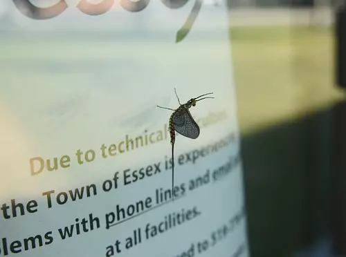 A mayfly in Michigan