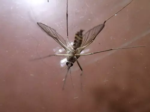 Mosquito photo in Michigan