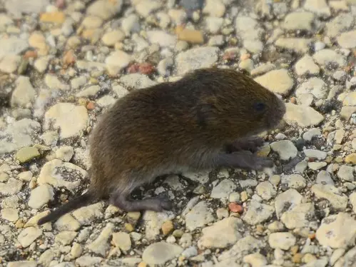 A vole in Michigan