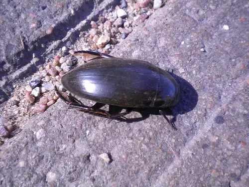 Ann Arbor common bugs