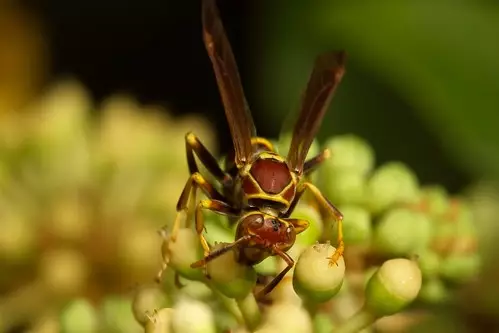 A wasp in Michigan
