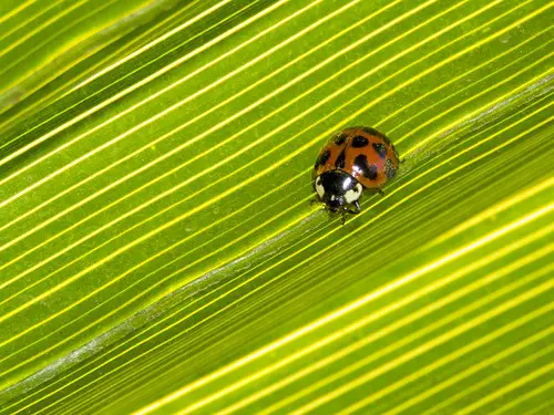 Asian lady beetle Michigan