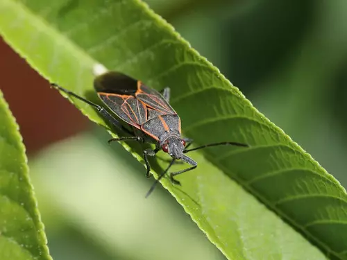 Boxelder bugs in Michigan
