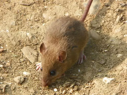 Rats in Plymouth