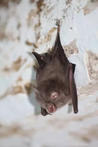 A bat in Michigan