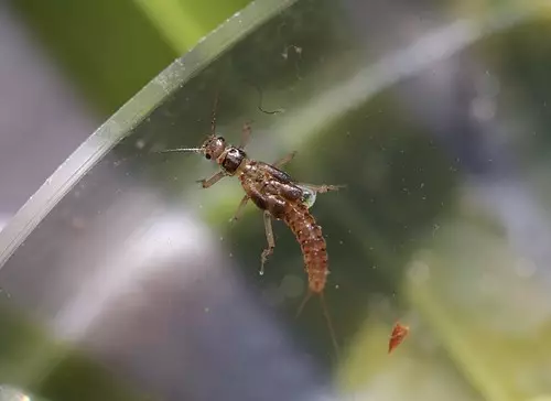 Winter pest in Michigan