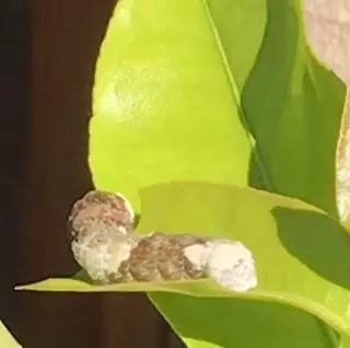 A photo of a bug in a tree