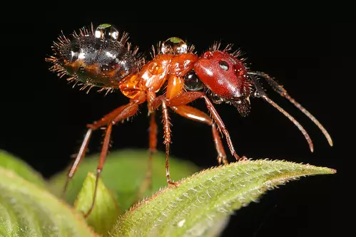 Carpenter ants in Michigan