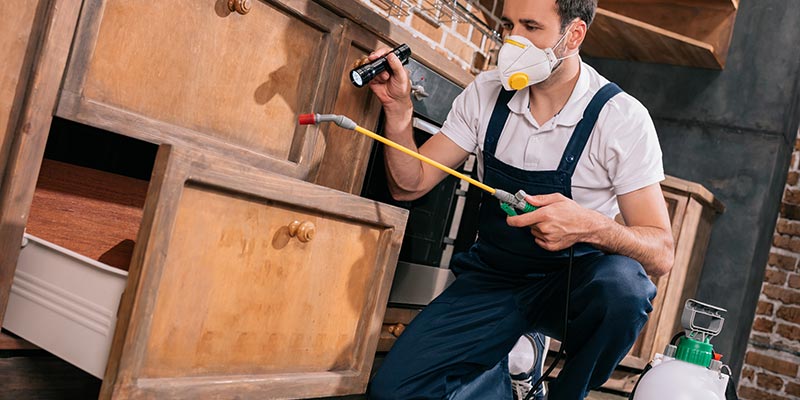 Pest Inspection