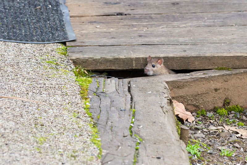 Expert Pest Prevention & Animal Damage Repairs in Ann Arbor and Livonia