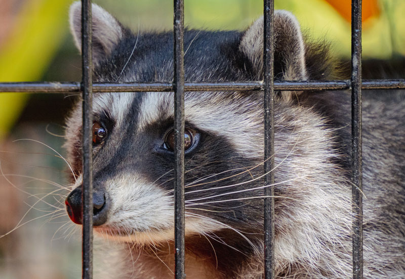 Expert Wildlife Removal in Ann Arbor and Livonia