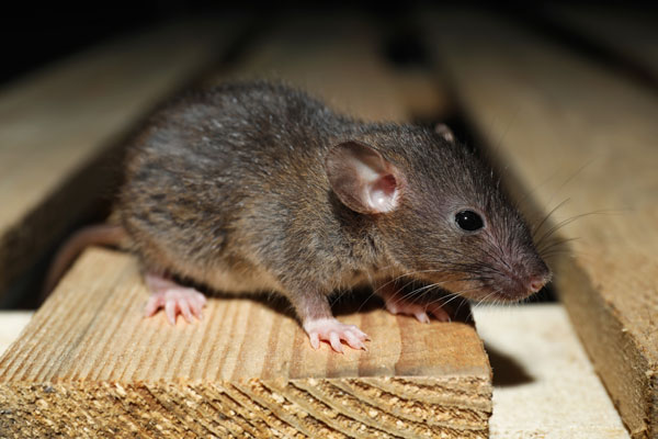 Humane Wildlife and Rodent Removal