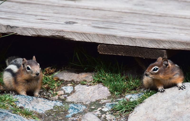 Our Humane Wildlife Removal Process
