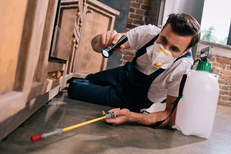 Professional Pest and Termite Inspections in Ann Arbor & Livonia