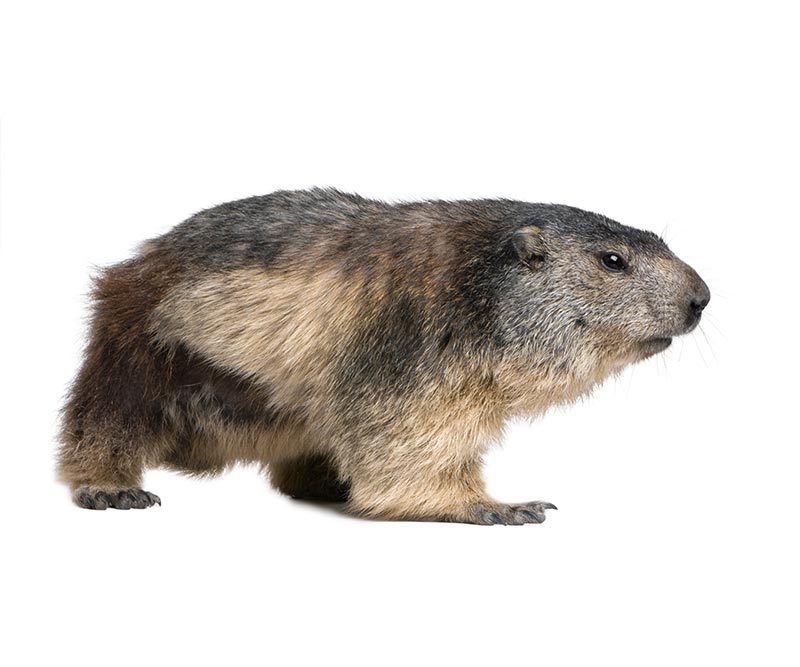 Woodchucks & Groundhogs