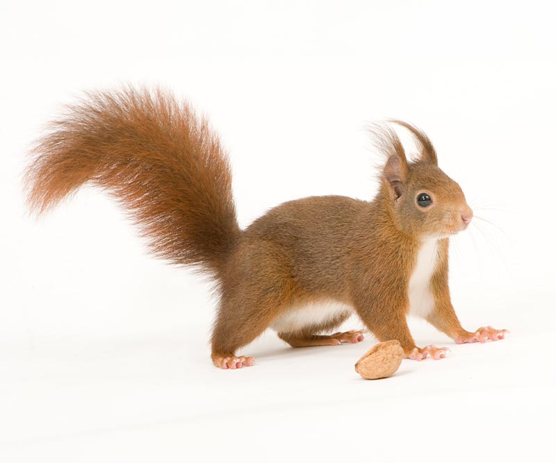 Red Squirrels