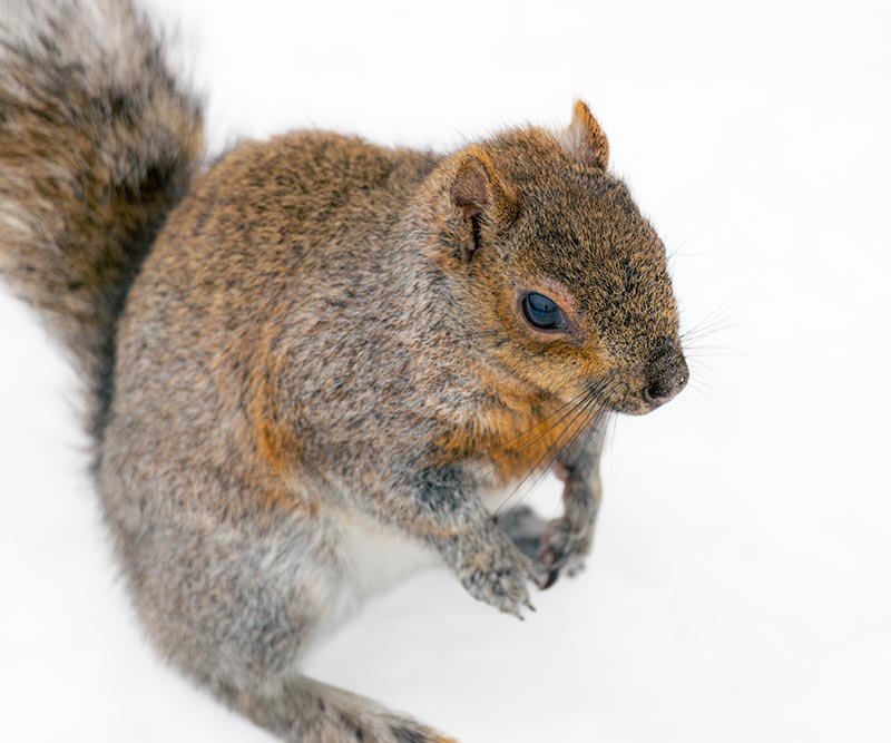 Squirrels