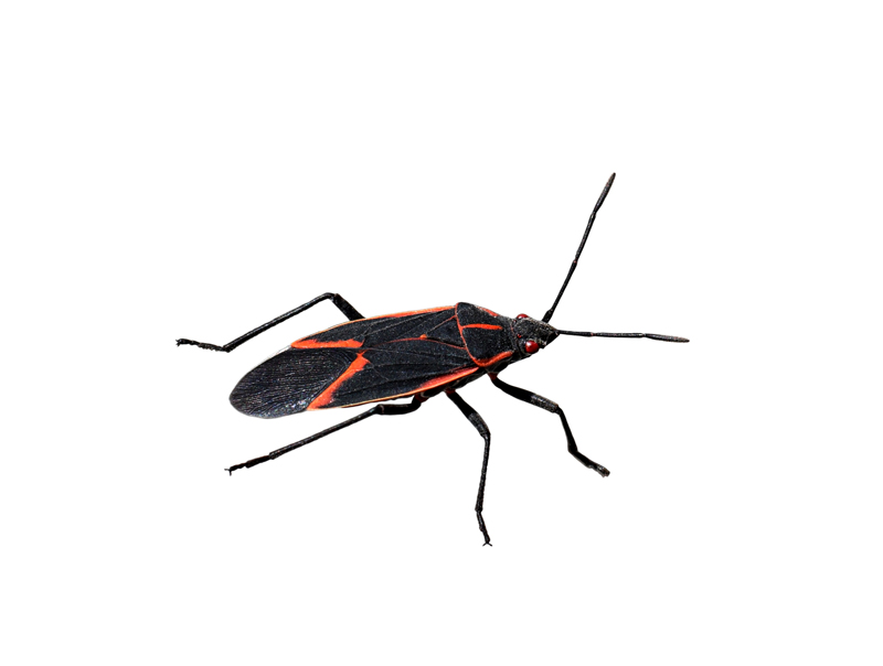 Boxelder Bug Removal in Ann Arbor and Livonia