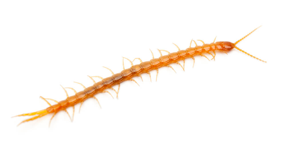 Centipede Removal Services in Ann Arbor and Livonia