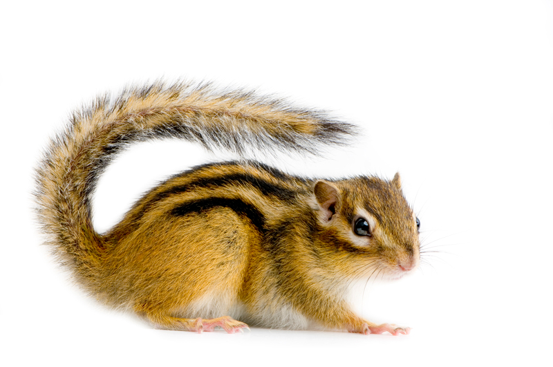 Complete Chipmunk Removal in Ann Arbor and Livonia