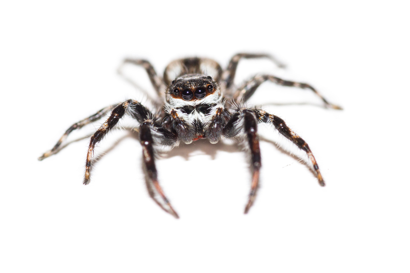 Comprehensive Spider Exterminator Services in Ann Arbor and Livonia