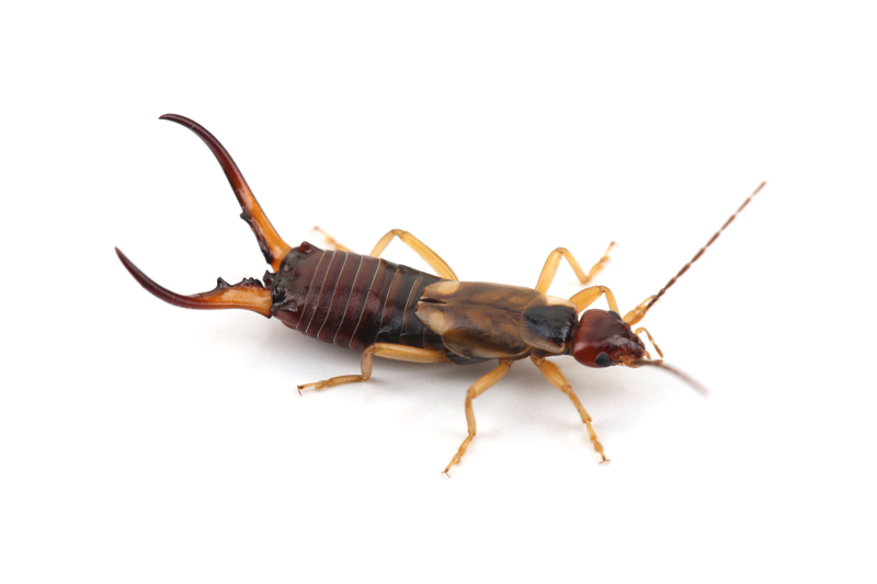 Earwig Extermination in Ann Arbor and Livonia