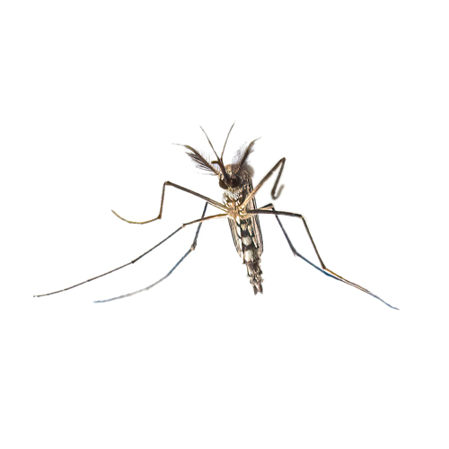 Effective Mosquito Control in Ann Arbor and Livonia