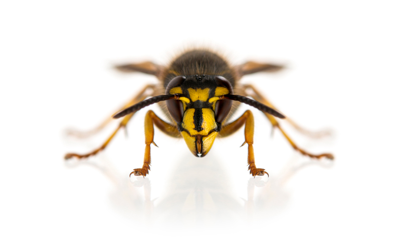 Effective Wasp Removal in Ann Arbor and Livonia