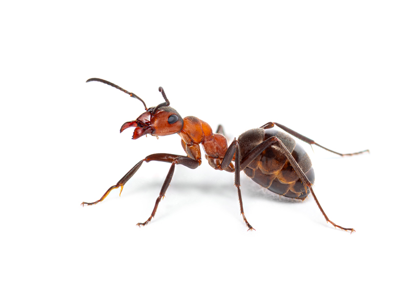 Expert Ant Control Services in Ann Arbor and Livonia