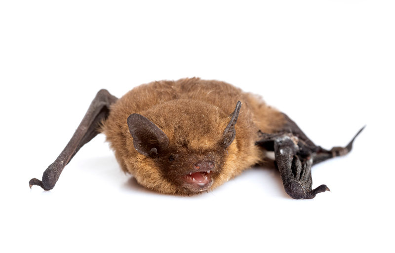 Expert Humane Bat Removal in Ann Arbor and Livonia