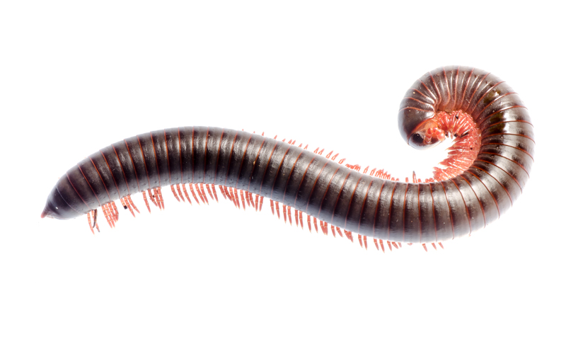 Expert Millipede Removal in Ann Arbor and Livonia