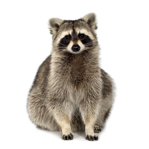 Expert Raccoon Removal in Ann Arbor and Livonia