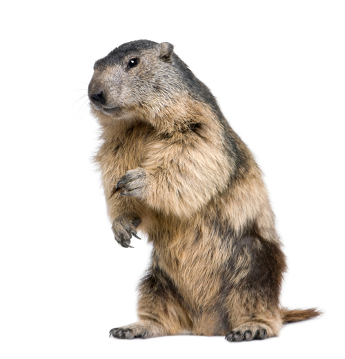 Expert Woodchuck and Groundhog Removal in Ann Arbor and Livonia
