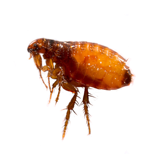 Flea Extermination Services in Ann Arbor and Livonia