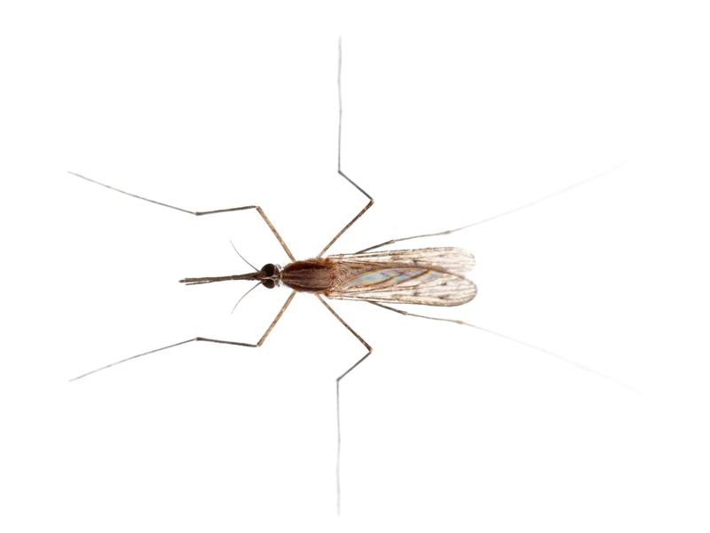 Gnat Extermination in Ann Arbor and Livonia