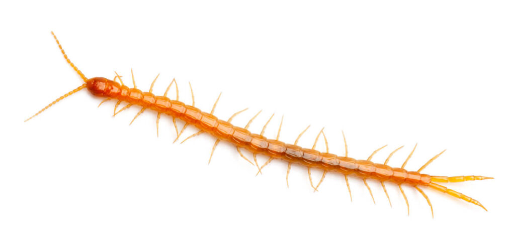 How We Eliminate Centipedes