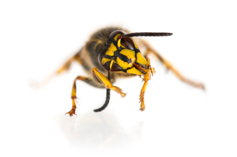 How We Safely Eliminate Wasp Nests