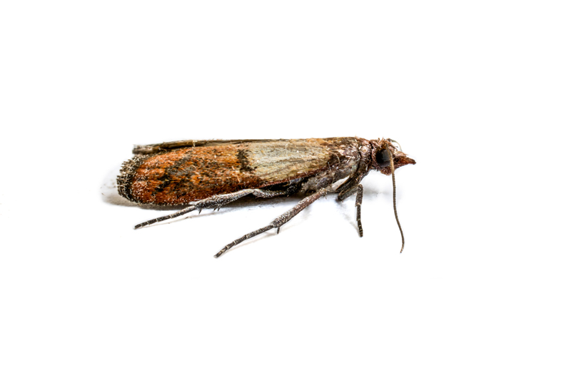 Indian Meal Moth Extermination in Ann Arbor and Livonia